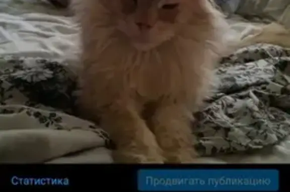 Пропала белая кошка Маркиза по адресу Линейный проезд дом 3 🐈