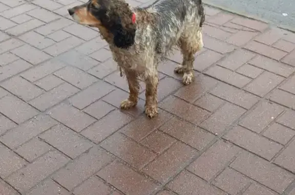 Собака найдена у платформы Красногорска!