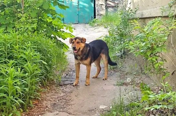 Собака найдена на 9 Января, 230 в Воронеже
