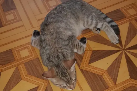 Пропала кошка Симка из Уварово, Тамбовская область