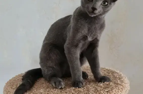 Кошки потеряшки, Санкт-Петербург, фото: Потеряшка кошка на Арктической, 3 в СПб