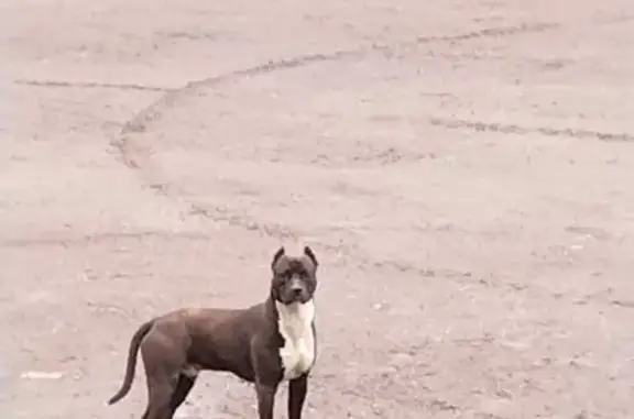 Собака найдена на Острове в Московской области