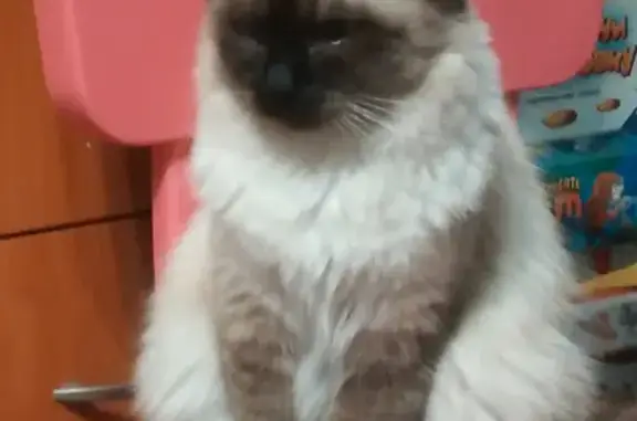 Кошки потеряшки, Санкт-Петербург, фото: Потеряшка кошка на Фонтанке, 164, СПб.