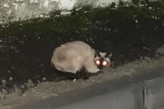 Найдена кошка на ул. Бакинских Комиссаров, 7к6