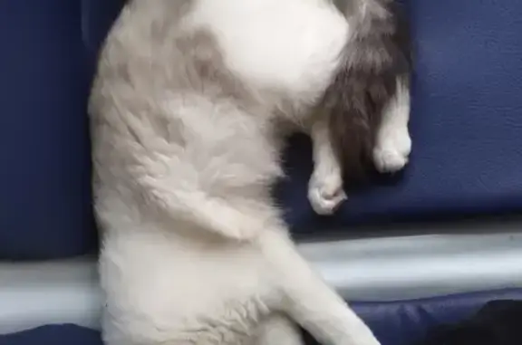 Кошки потеряшки, Тамбов, фото: Потеряшка кошка на улице Рязанская, 6, Тамбов