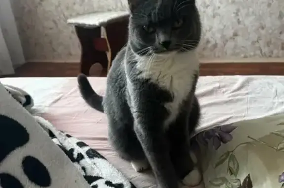 Кошки потеряшки, Казань, фото: Потеряшка кошка на улице Челюскина, 28, Казань.