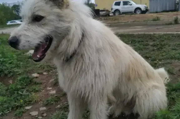 Пропала собака на Русском острове, кобель в ошейнике