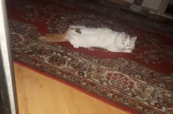 Пропала кошка на даче в Чувашской Республике