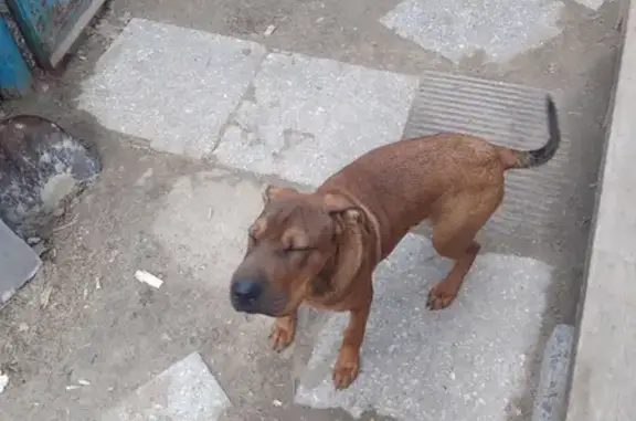 Собака похожа на немецкого дога, найдена на ул. Павлова, 88, Тюмень.