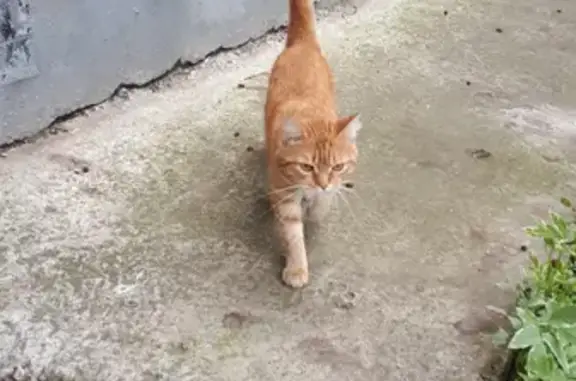 Найден рыжий кот на ул. Уральская, 54, Екатеринбург.