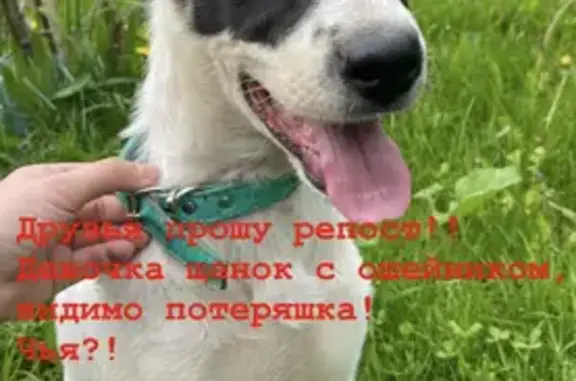 Собака без клейма найдена в Покровском парке, Москва