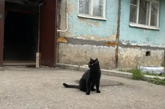 Пропала чёрная британская кошка на Менделеева, 5
