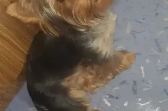 Найдена собака, Ростов-на-Дону, фото: Собака найдена на улице Орбитальная, 44.