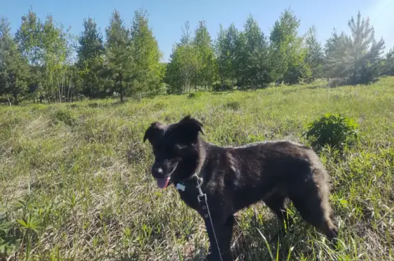 Пропала собака Хетта с приюта в Нижегородской области