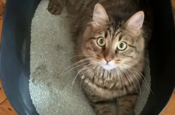 Кошки потеряшки, Санкт-Петербург, фото: Потеряшка кошка Плюшкин на пл. Труда, 6, СПб