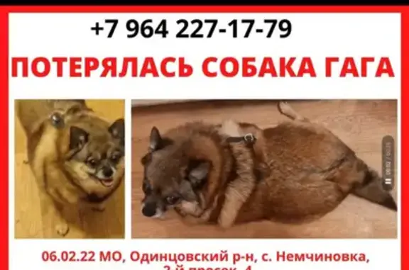 Пропала собака в Немчиновке, вознаграждение гарантировано!
