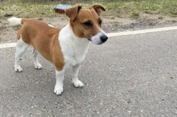 Пропала собака Бося в Головино, Московская область