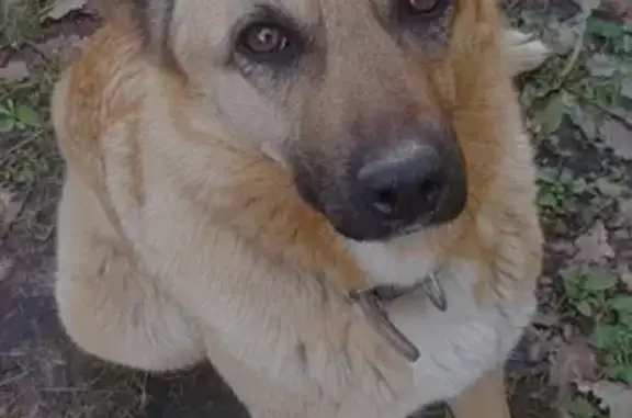 Пропала рыжая собака с Московской области