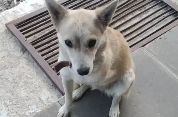 Собака без лапы найдена на Ярославском шоссе, 13
