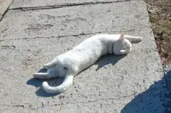 Кошки потеряшки, Медвежьегорск, фото: Потеряшка кошка на улице Островского, 6 в Медвежьегорске.