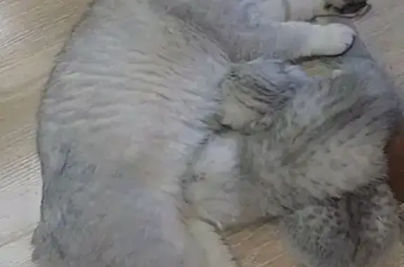 Кошки потеряшки, Ярославль, фото: Потеряшка кошка на улице Чкалова, 66А, Ярославль