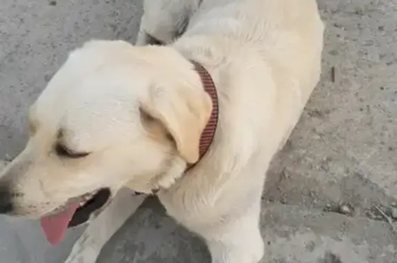 Собака Лабрадор-ретривер найдена на ул. 4-го Кавалерийского Корпуса, 10.