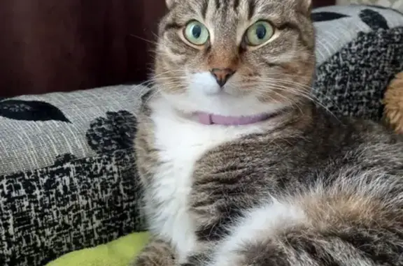 Кошки потеряшки, Набережные Челны, фото: Потеряшка кошка Кошечка в Набережных Челнах