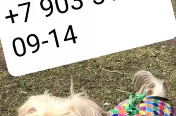 Собаки потеряшки, Москва, фото: Потеряшка собака на улице Руставели, Москва