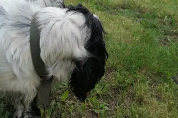 Собака Спаниэль найдена на пр. Ленина, 2 в Туле
