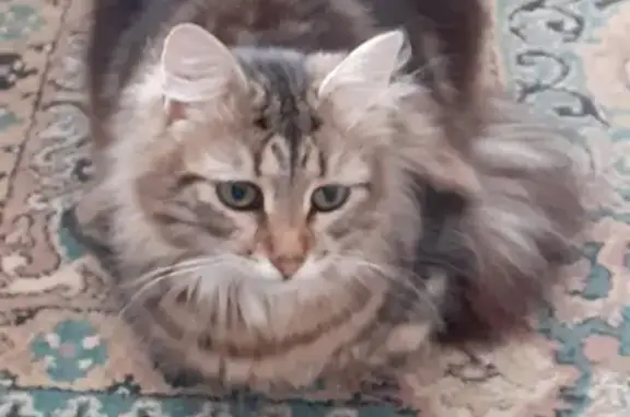 Кошки потеряшки, Сырское, фото: Потеряшка кошка Мышок на Советской 54