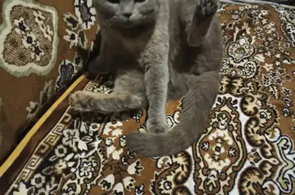 Кошка Британец серого цвета с коричневым пятном на груди найдена в Родионово, Томск.