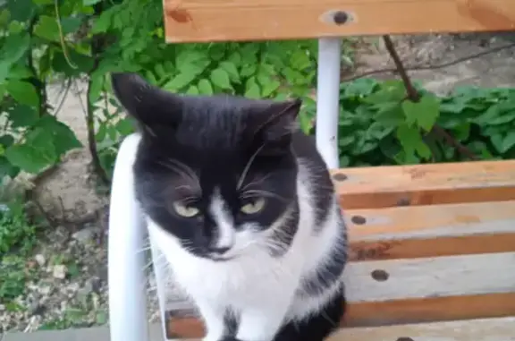 Найдена кошка на ул. Петра Гончарова, 7, Волгоград