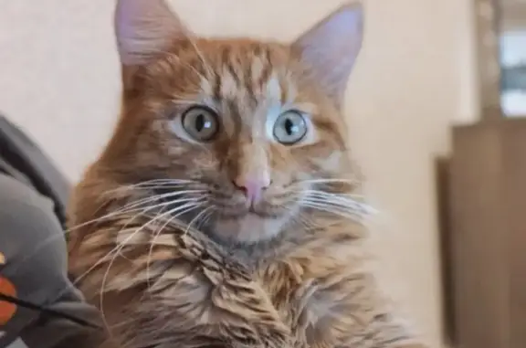 Кошки потеряшки, Тольятти, фото: Потеряшка кошка Вася, ул. Дзержинского 44, Тольятти