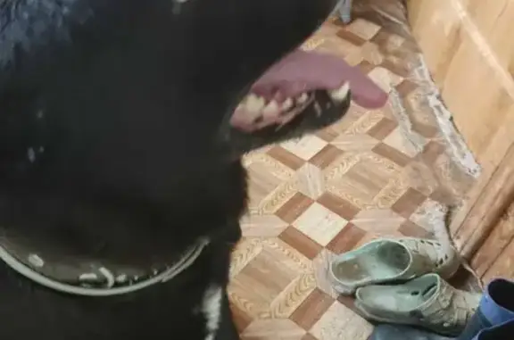 Найдена черная собака на Санаторной улице, 56 в Алексине.