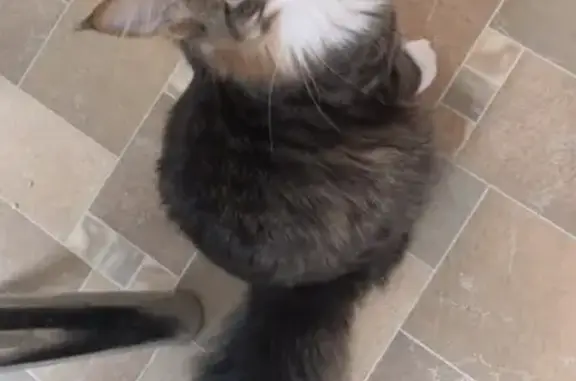 Кошки потеряшки, Санкт-Петербург, фото: Потеряшка кошка на Тельмана, 43 к.4, СПб.