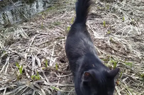 Кошки потеряшки, Санкт-Петербург, фото: Потеряшка кошка Джина на ул. Асафьева, 7 корпус 1, СПб.