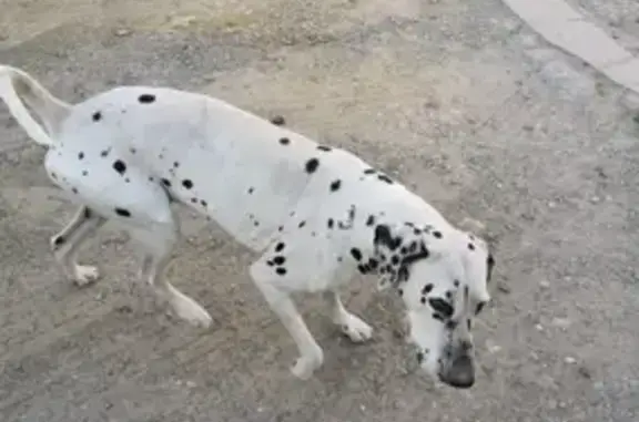 Собака найдена на улице Бородина, 3 в Ростове-на-Дону