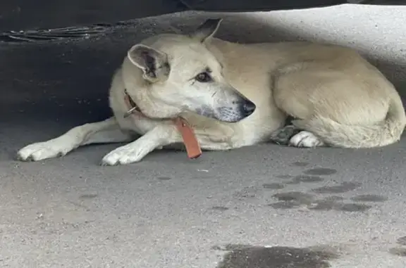 Собака найдена на улице Андерсена, 12 в Москве.