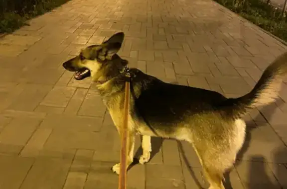 Найдена собака на ул. Полевая, Самара