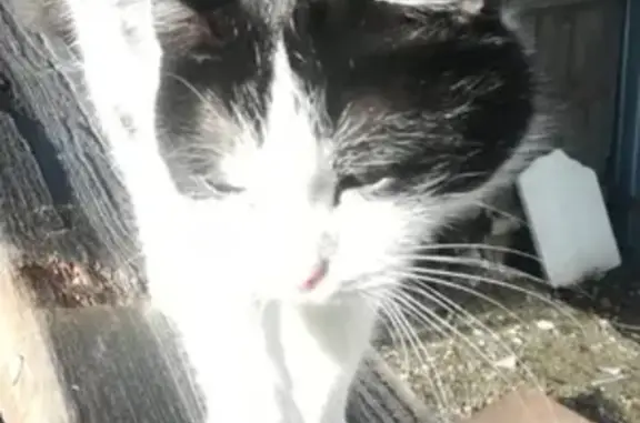 Пропал черно-белый кот Яша в Миассе, Челябинская область.