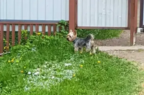 Найдена собака, Москва, фото: Собака Йоркшир в ошейнике, Сергиево-Посадский городской округ