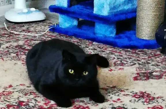 Пропал кот в Мариинске: черный британец на улице Мира, 1.