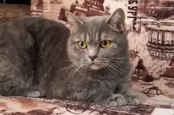 Пропала кошка Боня на Набережной, Зеленогорск, 38