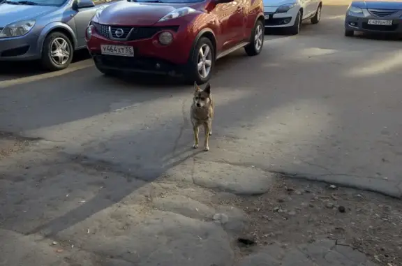 Пропала собака Жужа на улице Орловского, 3/2, Омск