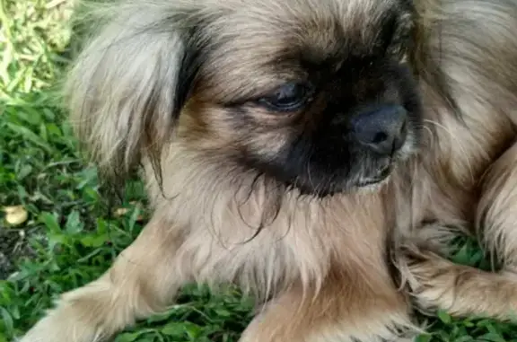 Найдена собака на Нахимовском проспекте, хозяева найдены