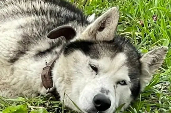 Собака Остатка найдена у магазина на Р108, Волоколамск