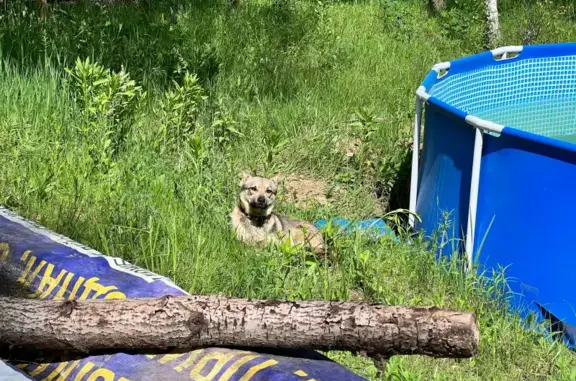Найдена собака в Сокорево, Калужская область