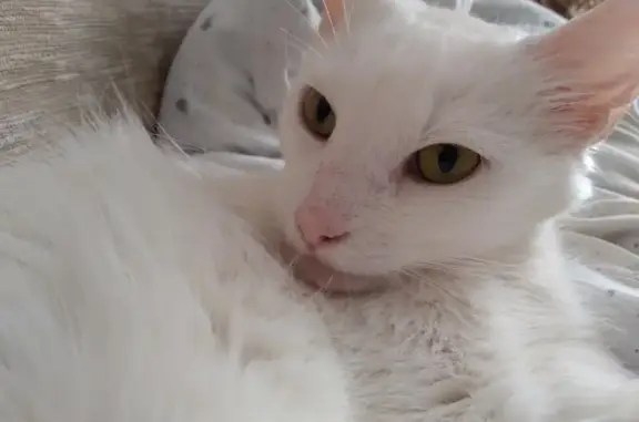 Найдена белая кошка на Каширской, Ростов-на-Дону