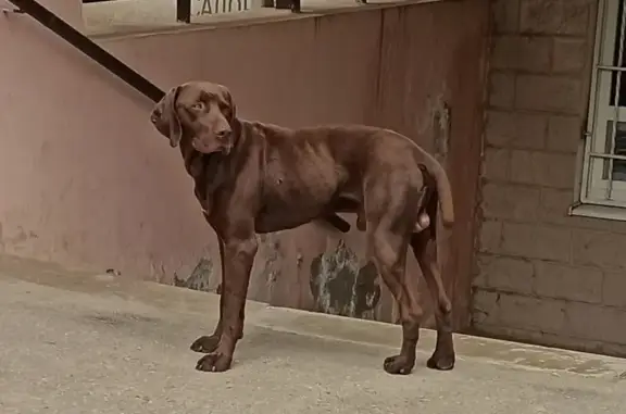 Собака на улице Героя Аверкиева, 8 в Краснодаре.