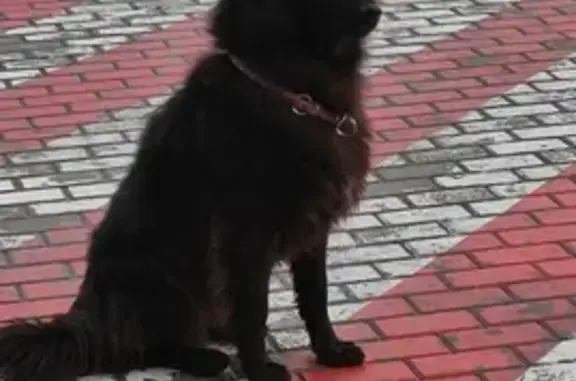 Собака с ошейником на Картмазовской, Саларьево